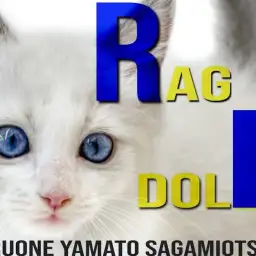 【 ラグドール 】クールなルックスと遊び好きで甘えん坊な性格のギャップがイイ!