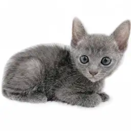 ロシアンブルー