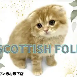 【 スコティッシュフォールド 】完璧なルックスと性格を併せ持つ、スコくん登場！