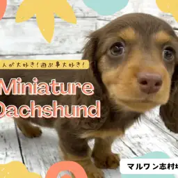 【 ミニチュアダックスフント 】おっとり癒し系！パーフェクトなダッちゃんが登場！