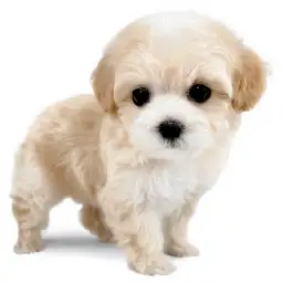 MIX（マルチーズ×トイプードル）