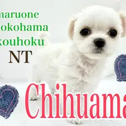 【 ミックス 】大きな瞳の人気ミックス犬！良いとこどりのチワマルちゃん