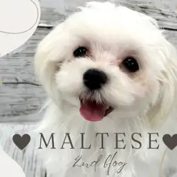 【 マルチーズ 】おしとやかなお姫様！おっとりマイペースに成長中の女の子