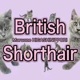 【 ブリティッシュショートヘア 】個性爆発ソフモヒ甘えん坊男子!
