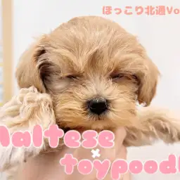 【 ほっこり北通Vol70 】丸顔マルプーちゃんのブラッシングデビュー！