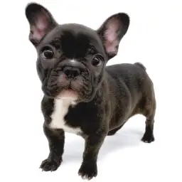 フレンチブルドッグ