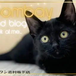 【 ボンベイ 】甘えん坊なアクティブガール、クールビューティに成長中！