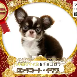 【 チワワ 】プレミアム級の可愛さと片手に乗る小ささのミニマムチョコチワワ
