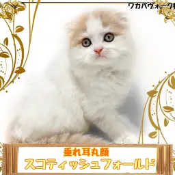 【 スコティッシュフォールド 】常に注目される人気の垂れ耳丸顔猫ちゃん