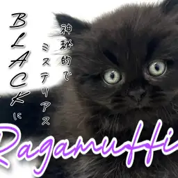 【 ラガマフィン 】黒に染まる！ミステリアスなブラックキャット！
