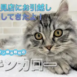 【 キンカロー 】本日のキンちゃん!鶴見店にお引越ししてきたよ!