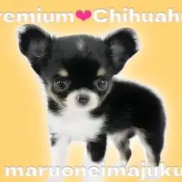 【 チワワ 】生後58日で471g！プレミアムなティーカップチワワ登場！