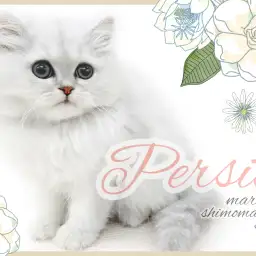 【 ペルシャ 】白銀に輝く被毛、妖艶漂う穏やかな性格で極上の癒しをお届け!