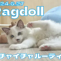 【 ラグドール成長ログ 】人たらしに成長中！イチャイチャルーティンを大公開！！