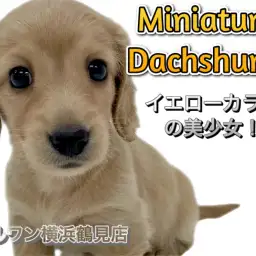 【 ミニチュア・ダックスフント 】イエローカラーの美少女！愛らしい短足胴長！