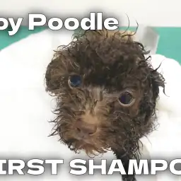 【 トイプードル成長ログ 】ブラウンプーちゃんの初めてのシャンプー体験!