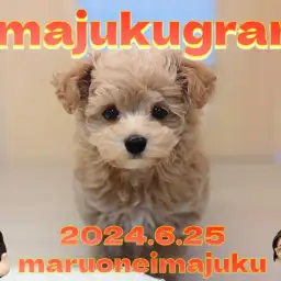 【 イマジュクグラム 】大人気MIX！アプリコットカラーの爆毛マルプーちゃま登場