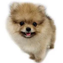 ポメラニアン