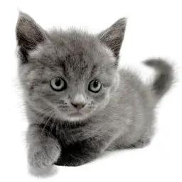 ブリティッシュショートヘア