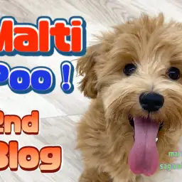 【 マルプー 】幸せを運ぶスマイルがあなたをハッピーにさせちゃいます!