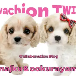 【 今宿店大倉山店コラボブログ 】超希少なキャバション姉妹お迎えメリット!