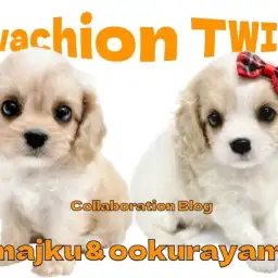 【 今宿店大倉山店コラボブログ 】超希少な美少女キャバション姉妹がやってきた！