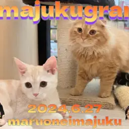 【 イマジュクグラム 】生後4ヶ月のスコティッシュちゃまと先輩マンチカンに密着!