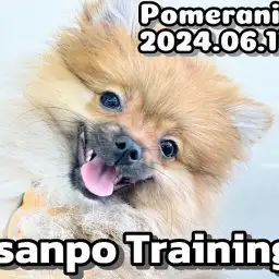 【 ポメラニアン成長ログ 】お散歩トレーニング!ドヤ顔が可愛いポメちゃま!