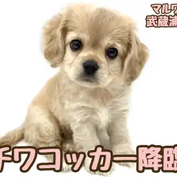 【 チワワ×アメリカンコッカー 】魅力あふれる超激レアMIXがマルワンに初登場！