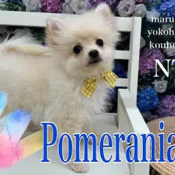 【 ポメラニアン 】猿期だって可愛いもん！猿期の注意点とワクチン接種