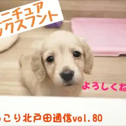 【 ほっこり北通Vol.80 】北戸田店人気ナンバーワン！ダックスの女の子登場