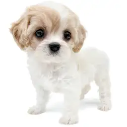 MIX（キャバリアキングチャールズスパニエル×ビションフリーゼ）