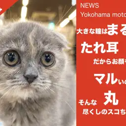 【 速報 】丸!マル!まる!垂れ耳スコ!!【 NEWS横浜元町 】