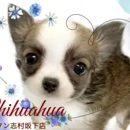 【 チワワ 】温かみのあるレッド＆ホワイトカラーにおっとりした性格の女の子