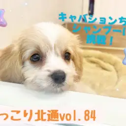 【 ほっこり北通vol.84 】キャバションちゃんシャンプーに挑戦！