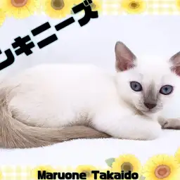 【 トンキニーズ 】激レア！シャム×バーミーズのハイブリットキャット登場！！