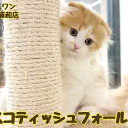 【 スコティッシュフォールド 】垂れ耳まんまるフェイスが可愛い男の子!