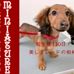 【 ミニチュアダックス 】濃厚レッドが眩しい生後130日の小さなレディを考察!