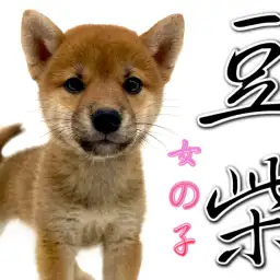 【 豆柴 】マイペースな性格!赤豆柴の女の子!