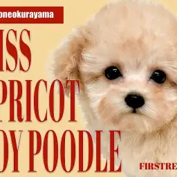 【 トイプードル 】衝撃的な可愛さ!ドワーフ・マズル短めなトイプードルちゃん!