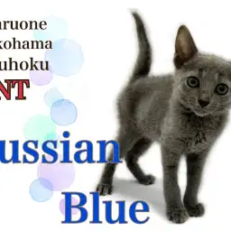 【 ロシアンブルー 】スタイリッシュなブルーの貴公子は甘えん坊