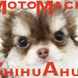 【 チワワ 】ご注意を！見つめられたら恋に落ちてしまうかも、、