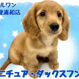 【 ミニチュア・ダックスフント 】おっとり垂れ目が癒し効果抜群な男の子!