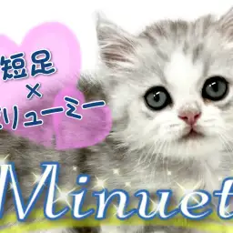 【 ミヌエット 】知る人ぞ知る短足×ボリューミーキャット!