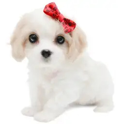 MIX（キャバリアキングチャールズスパニエル×ビションフリーゼ）