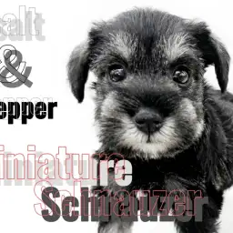 【 ミニチュアシュナウザー 】大きな瞳が印象的!超がつく甘えん坊女子は最高の相棒