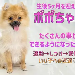 【 ポメラニアン 】トレーニングは順番が大事!5ヶ月を迎えた小柄なレディ!