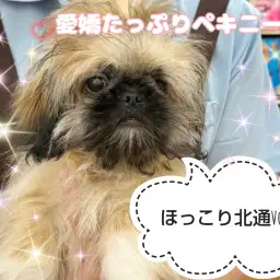 【 ほっこり北通Vol.86 】メンテナンスでうっとりペキちゃん