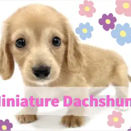 【 ミニチュアダックスフント 】笑顔と癒しの配達犬!甘い雰囲気を身に包んだ女の子