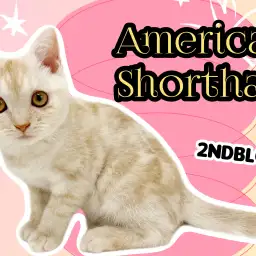 【 アメリカンショートヘア 】希少色カメオタビーがいっそう輝くイケメン猫ちゃん